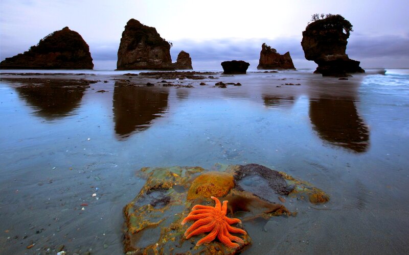 Orange Starfish on Rock