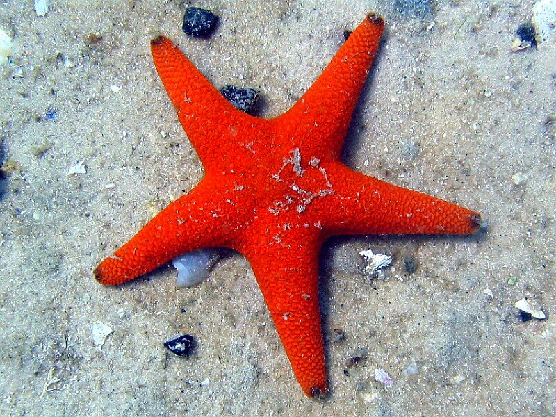 Orange Starfish on Sand — Calm, Photograph