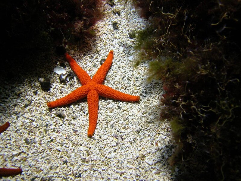 Orange Starfish on Sand — Calm