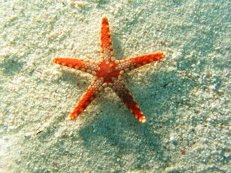 Orange Starfish on Sand