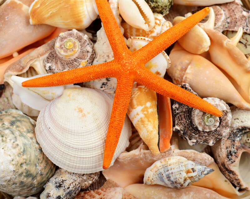 Orange Starfish on Shells