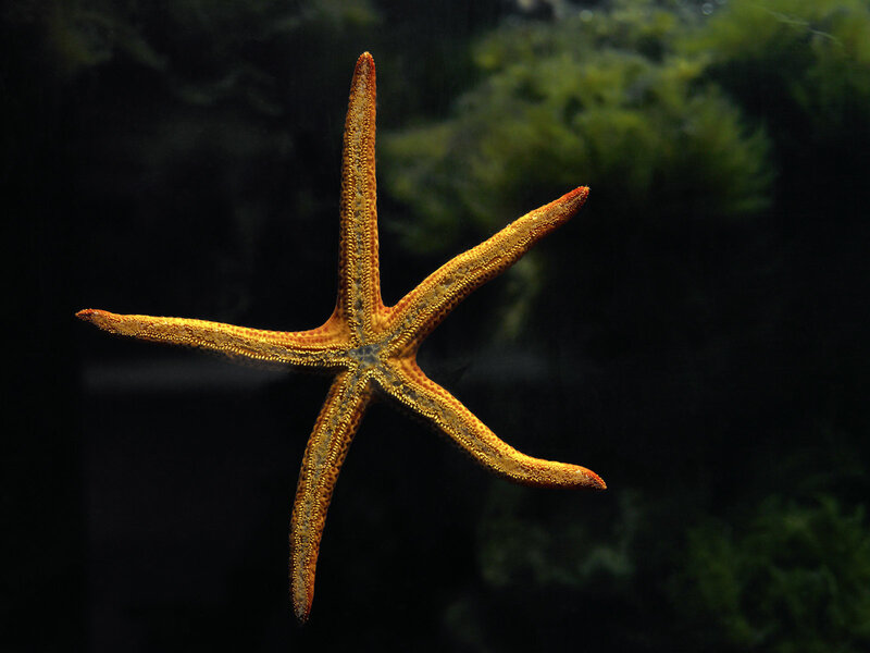 Orange Starfish