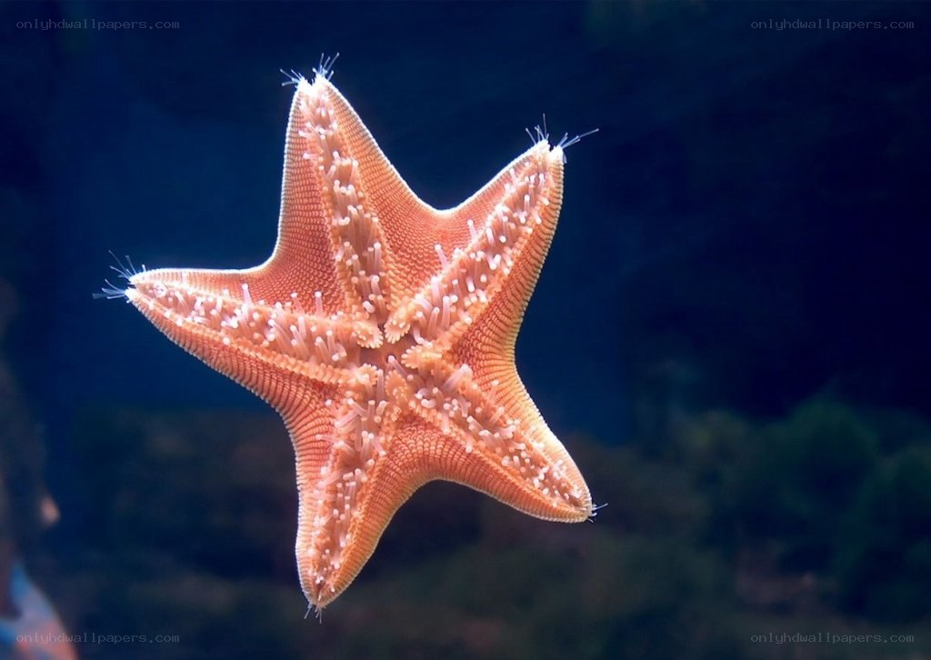 orange starfish underwater
