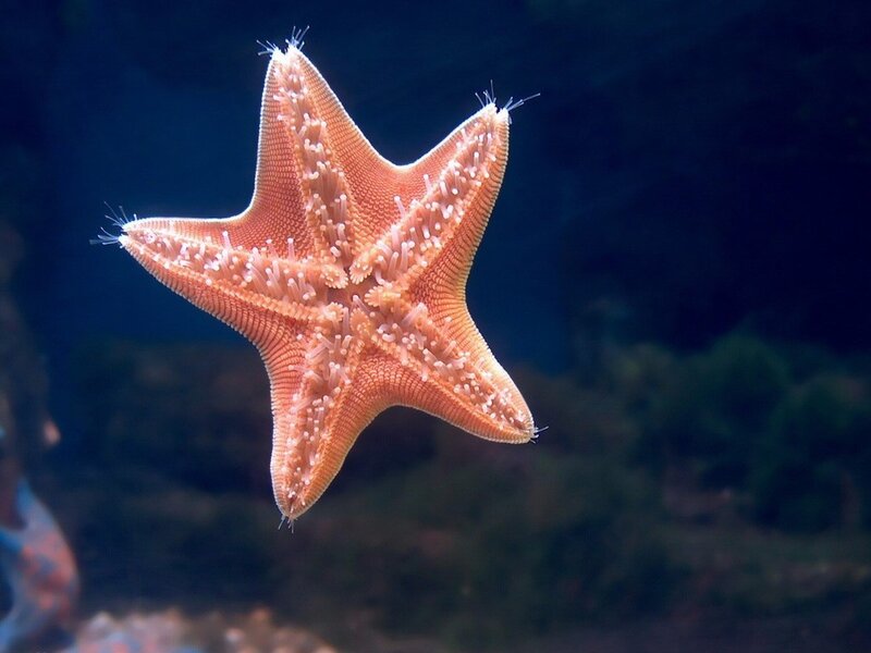 Orange Starfish Underwater — Calm