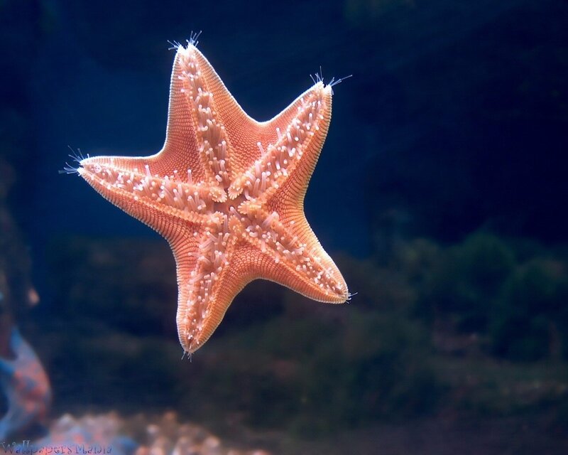Orange Starfish Underwater — Serene
