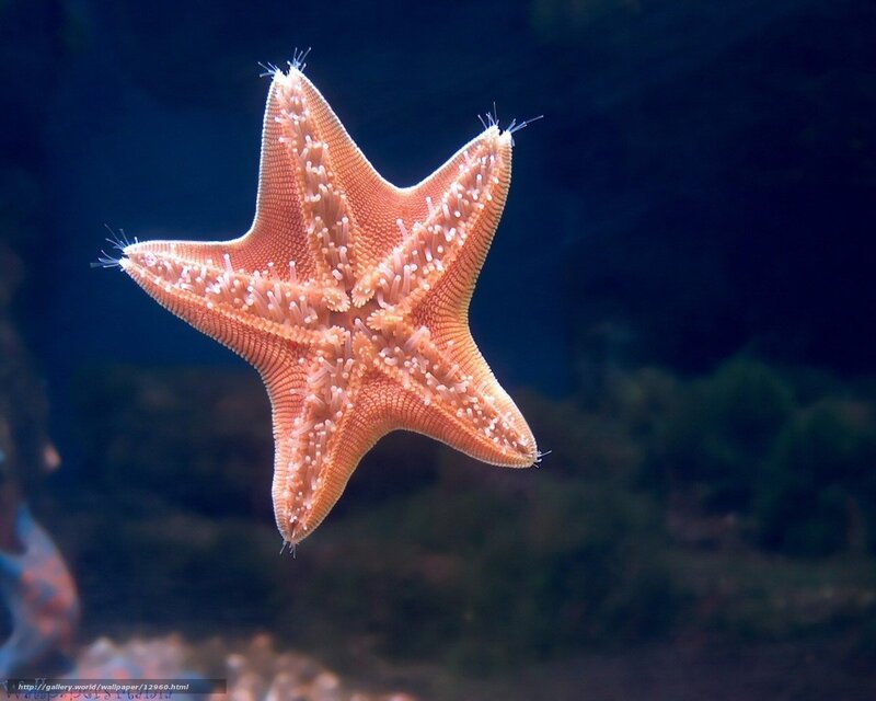 orange starfish underwater