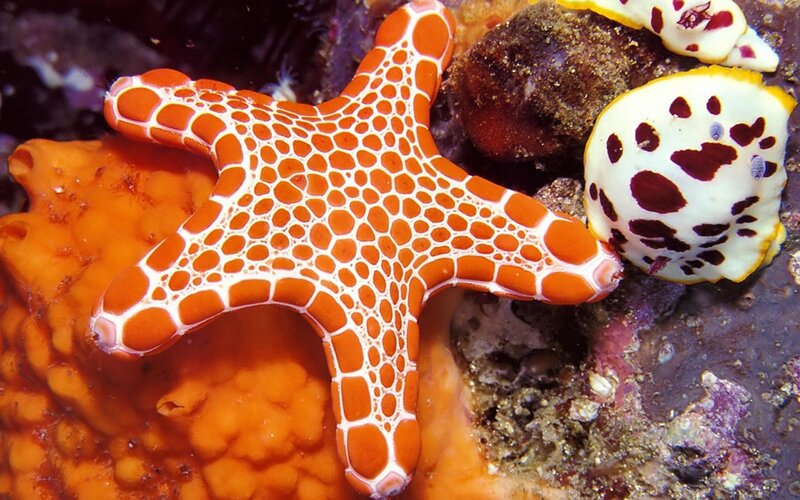 Orange Starfish with White Pattern