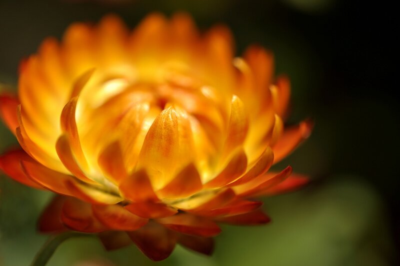 Orange Strawflower — Dramatic