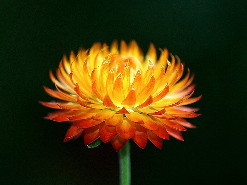 Orange Strawflower