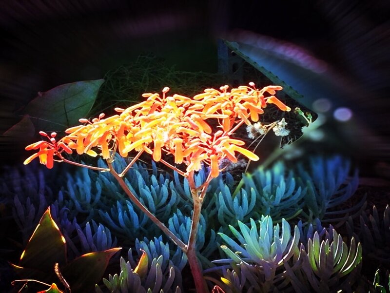 Orange Succulent Flower