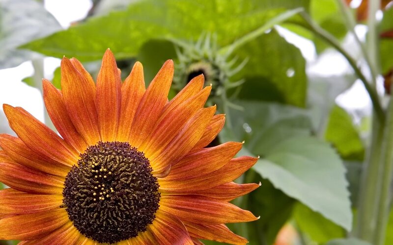Orange Sunflower Bloom — Natural, Afternoon, Photograph