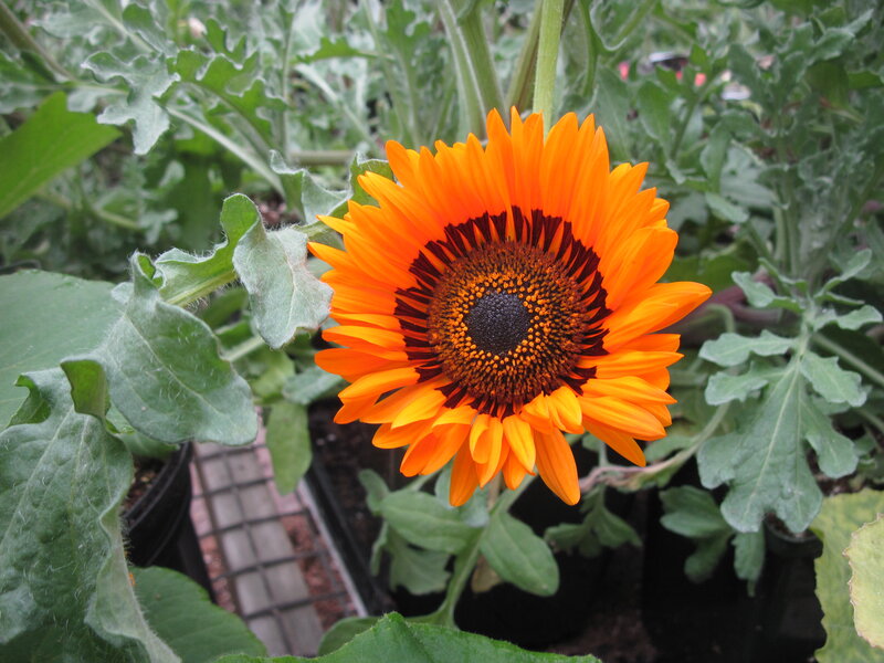 Orange Sunflower Bloom — Natural, Afternoon