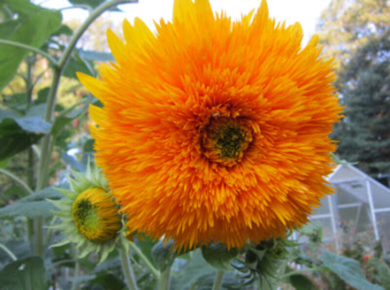 Orange Sunflower Bloom — Natural, Summer