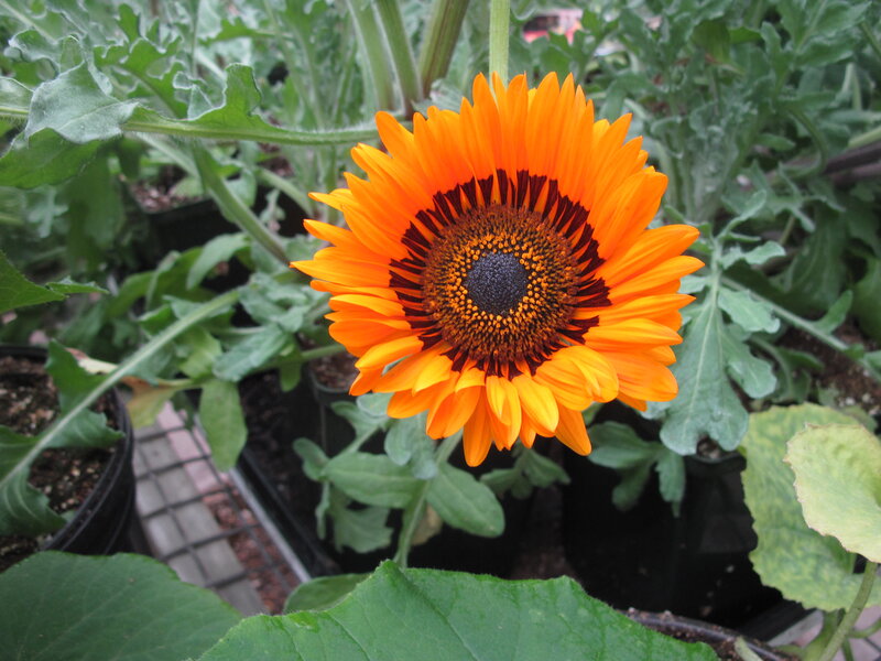 Orange Sunflower Bloom — Natural