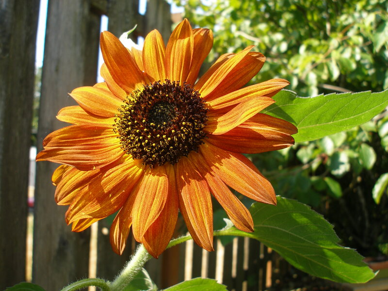 Orange Sunflower in Garden