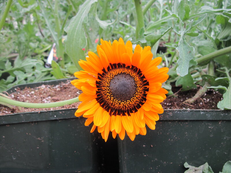 Orange Sunflower in Pot