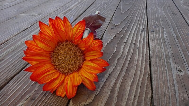 Orange Sunflower on Wood