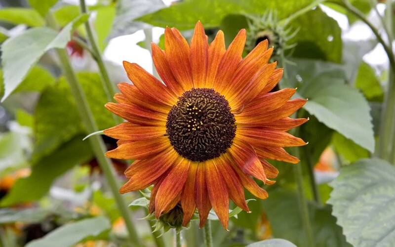 Orange Sunflower