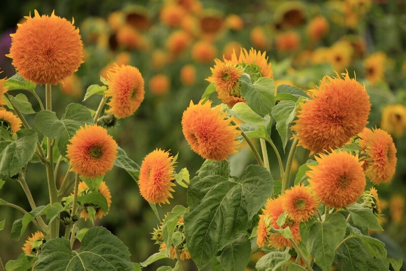 Orange Sunflowers in Field
