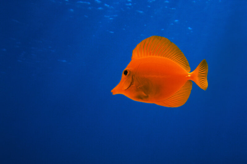 Orange Surgeonfish