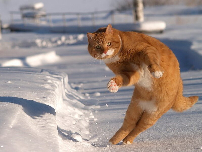 Orange Tabby Cat — Active
