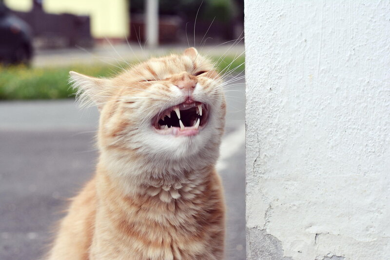 Orange Tabby Cat — Aggressive