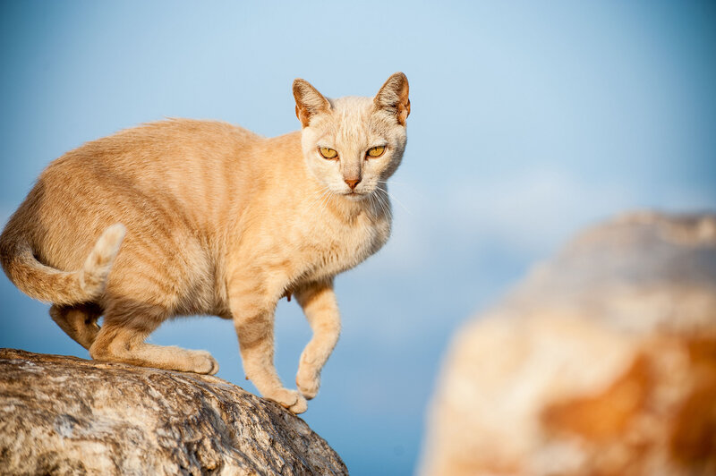 Orange Tabby Cat — Alert, Afternoon, Photograph, Rock, Sky