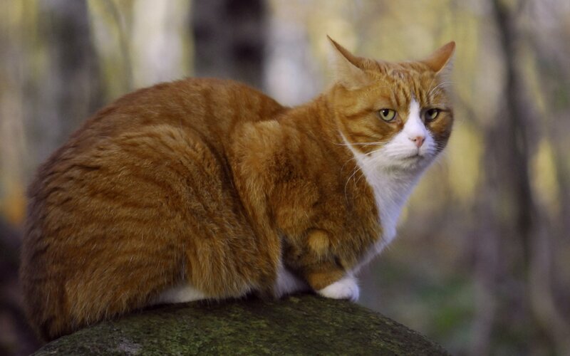 Orange Tabby Cat — Alert, Afternoon, Photograph, Rock