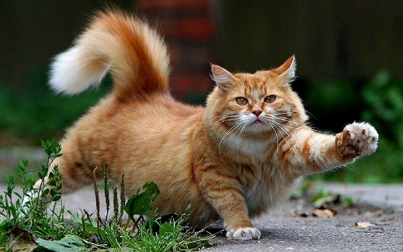 Orange Tabby Cat — Alert, Afternoon, Photograph, Tail