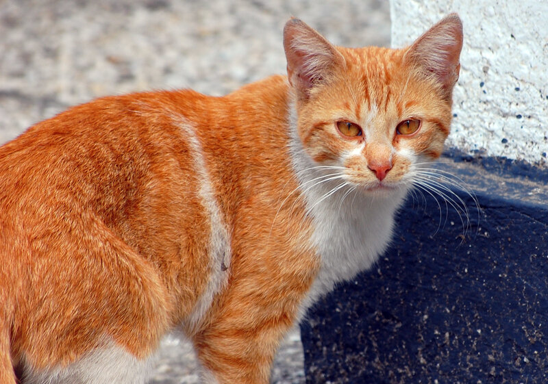 Orange Tabby Cat — Alert, Afternoon, Photograph