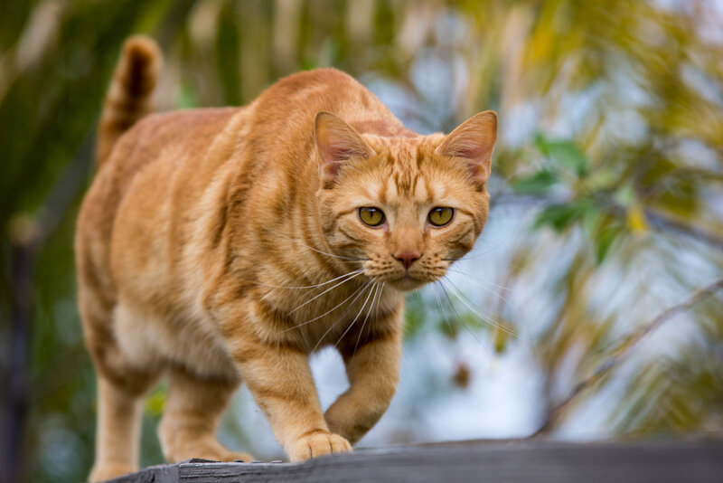 Orange Tabby Cat — Alert, Afternoon, Photograph, Tree