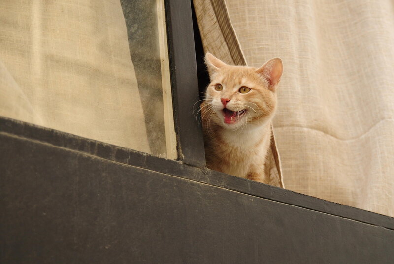 Orange Tabby Cat — Alert, Afternoon, Photograph, Window
