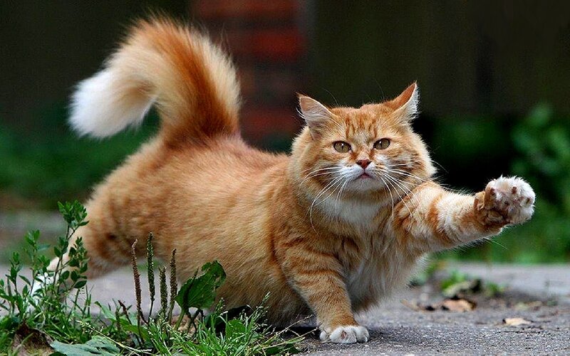 Orange Tabby Cat — Alert, Afternoon