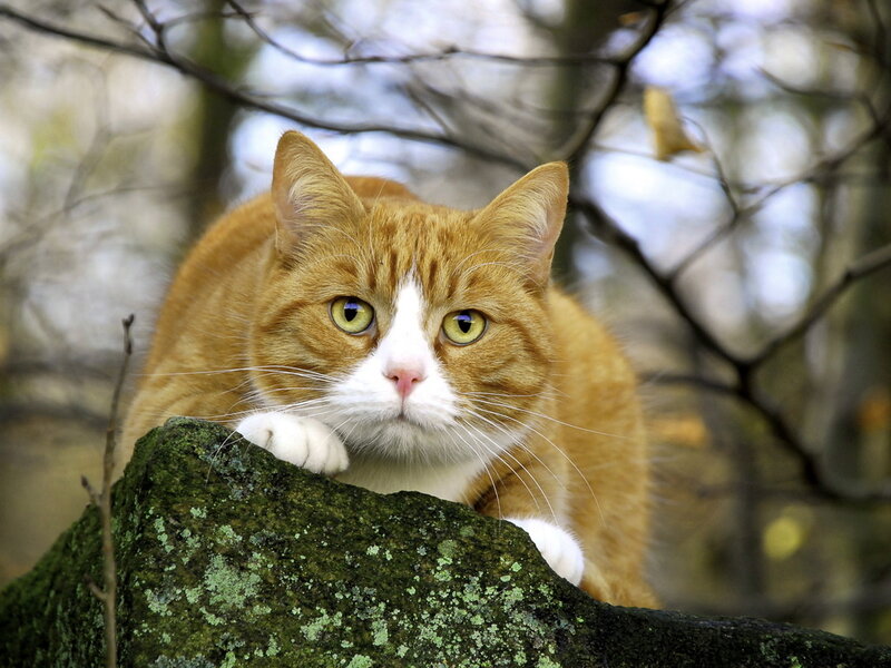 Orange Tabby Cat — Alert, Autumn, Photograph