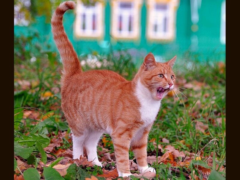 Orange Tabby Cat — Alert, Autumn