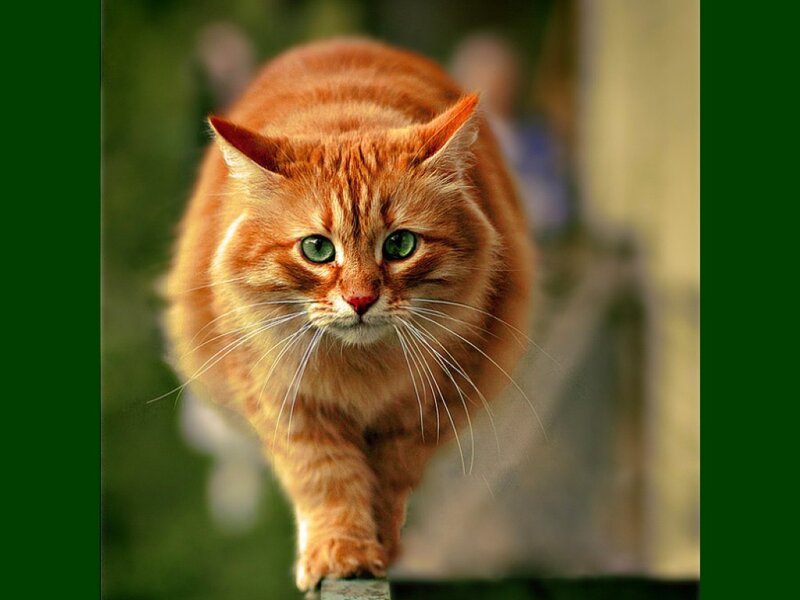 Orange Tabby Cat — Alert, Daytime
