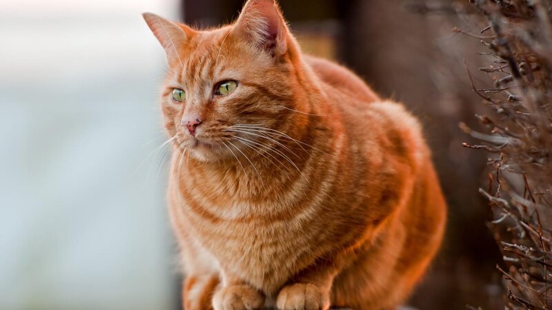 Orange Tabby Cat — Alert, Photograph, Branches