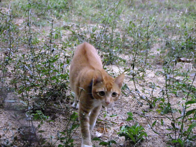 Orange Tabby Cat — Alert, Photograph, Grass, Dirt