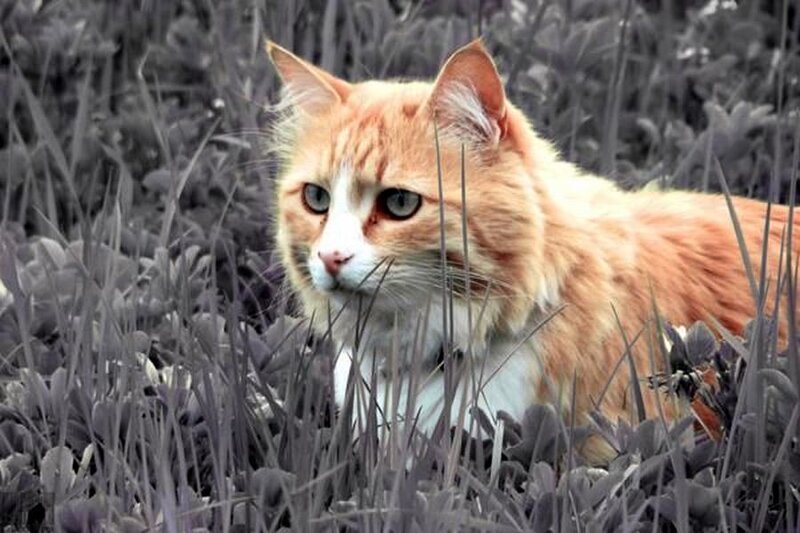 Orange Tabby Cat — Alert, Photograph, Grass