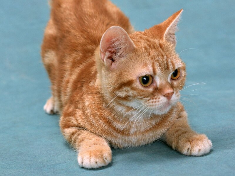 Orange Tabby Cat — Alert, Photograph
