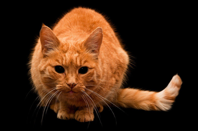 Orange Tabby Cat — Alert, Photograph, Whiskers