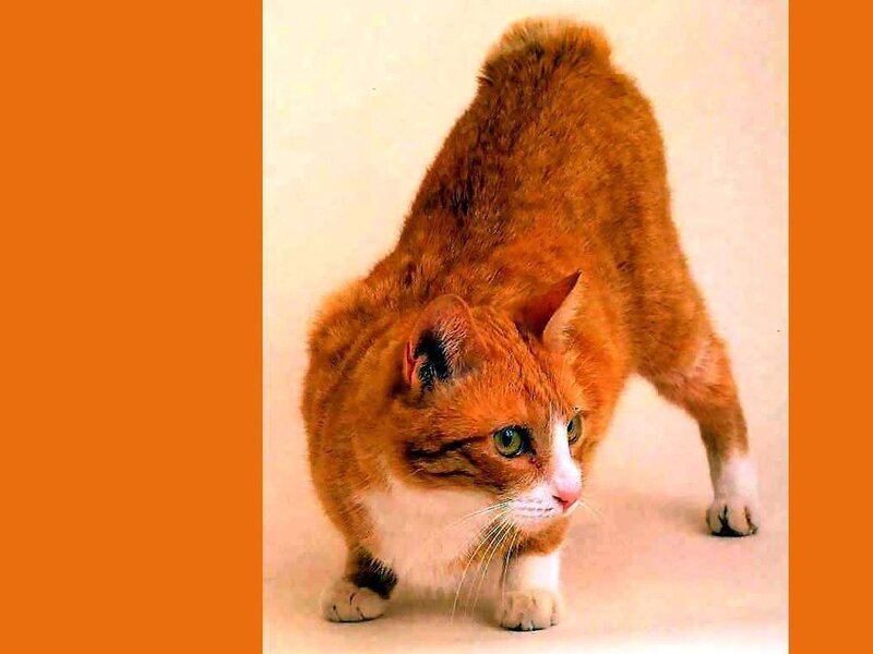 Orange Tabby Cat — Alert, Photograph, White Paws