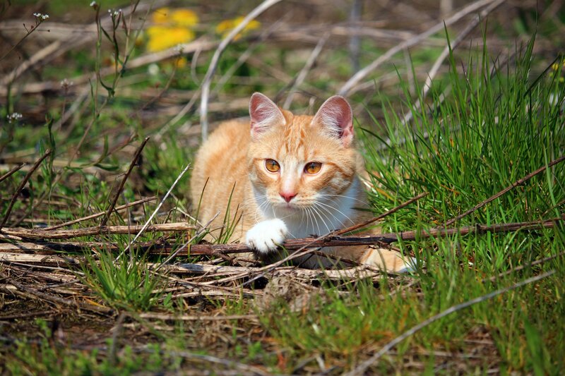 Orange Tabby Cat — Alert, Spring
