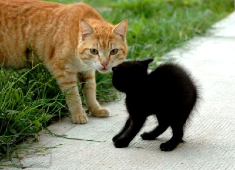 Orange Tabby Cat and Black Kitten