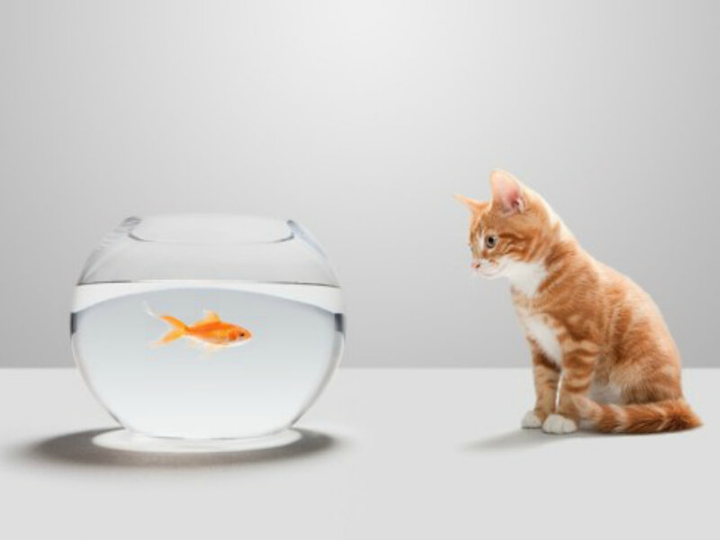 Orange Tabby Cat and Goldfish