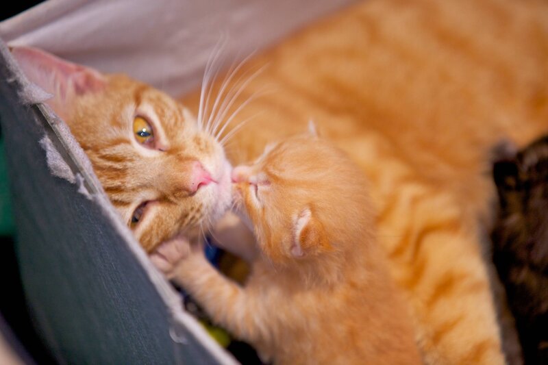 Orange Tabby Cat and Kitten — Affectionate