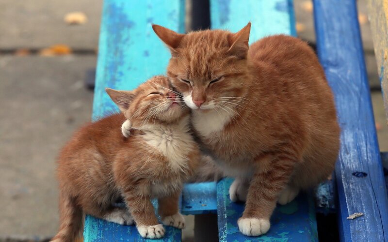 Orange Tabby Cat and Kitten