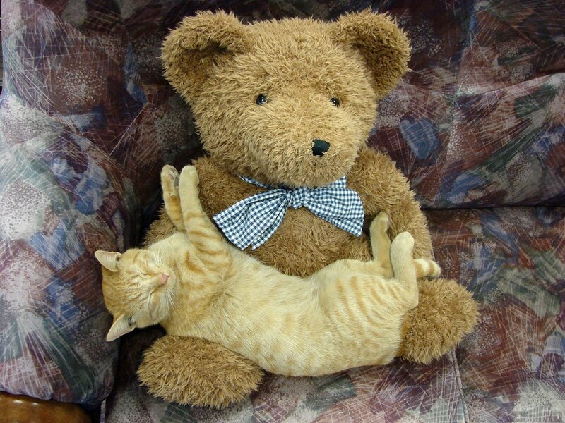 Orange Tabby Cat and Teddy Bear