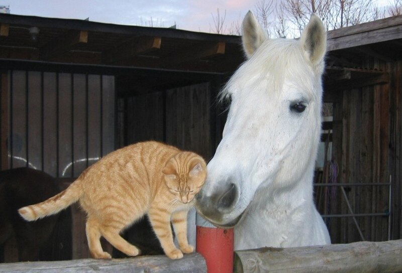 Orange Tabby Cat and White Horse