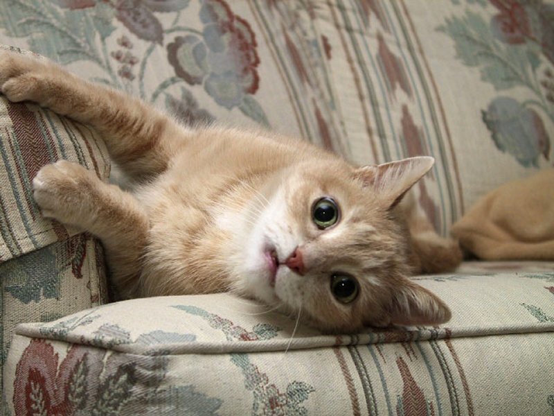 Orange Tabby Cat — Beige